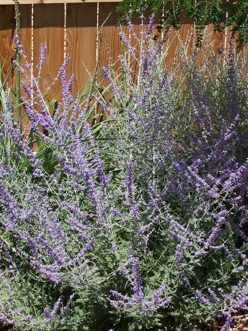 Russian Sage