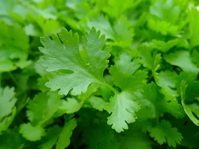 Cilantro