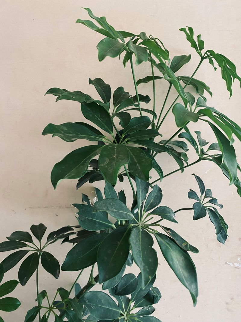 Umbrella Plant (Schefflera)