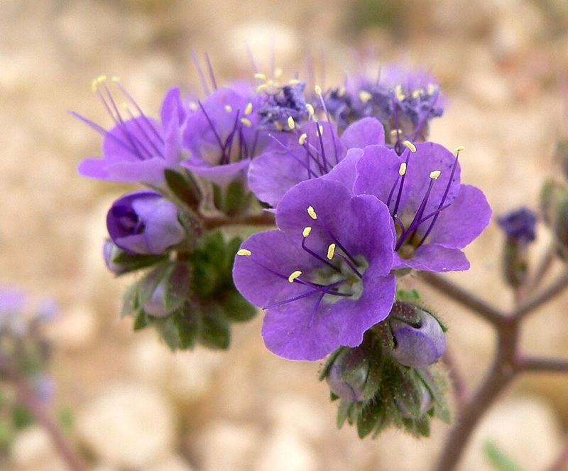Phacelia