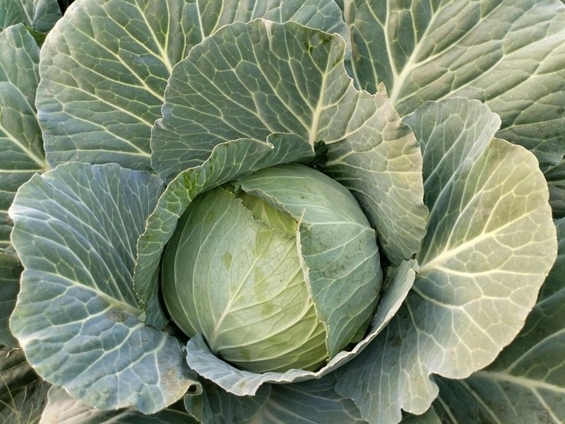 Cabbage