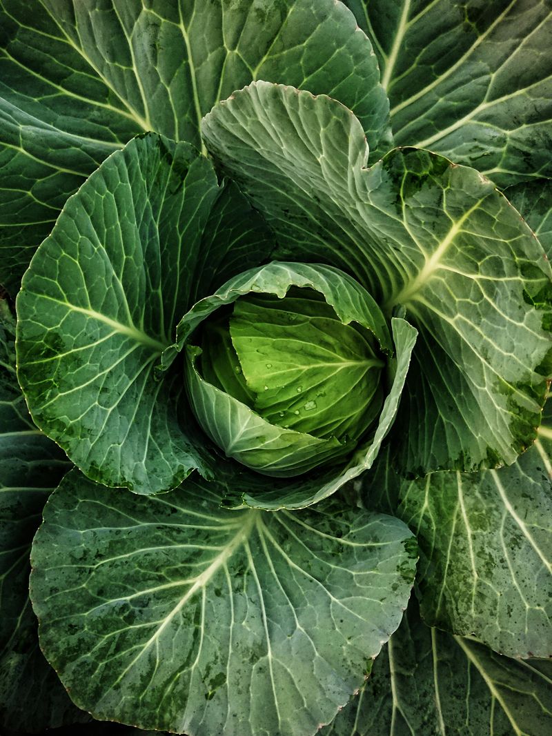 Cabbage