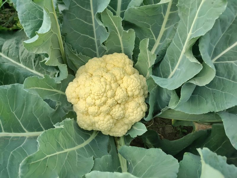Cauliflower
