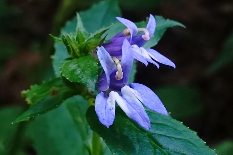 Lobelia