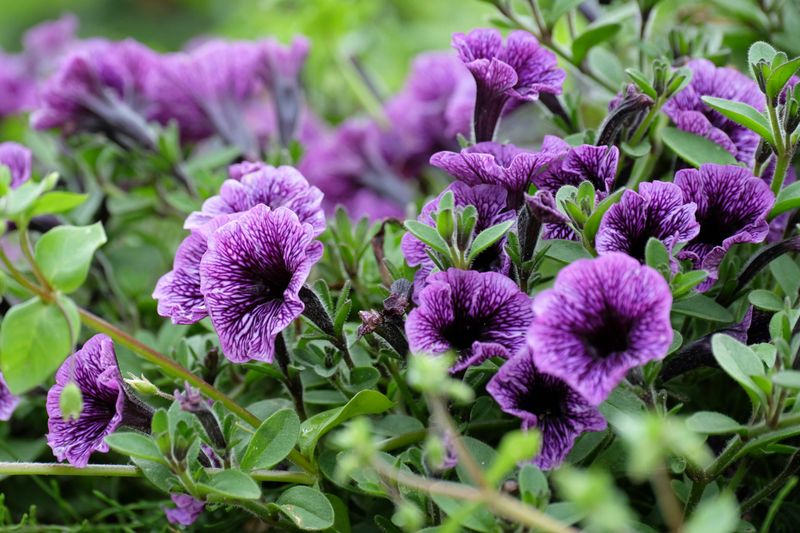 Petunias