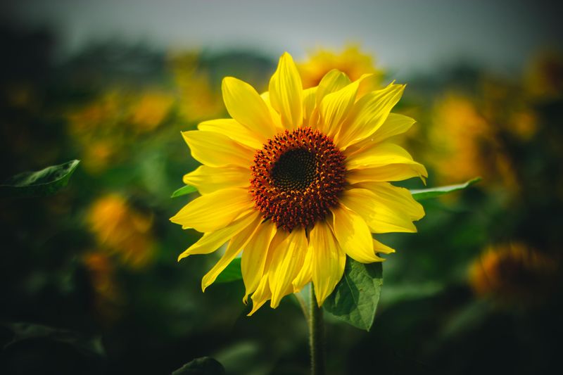 Sunflower