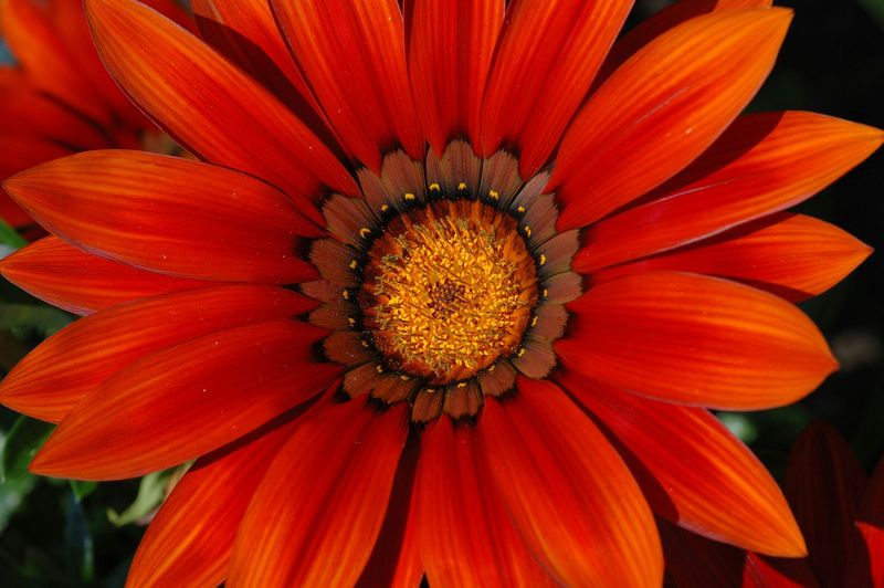 Gazania