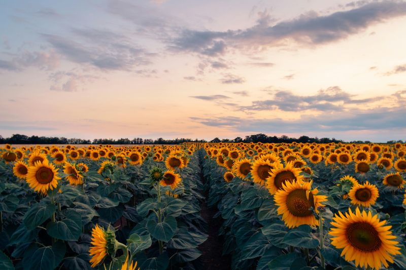 Sunflowers