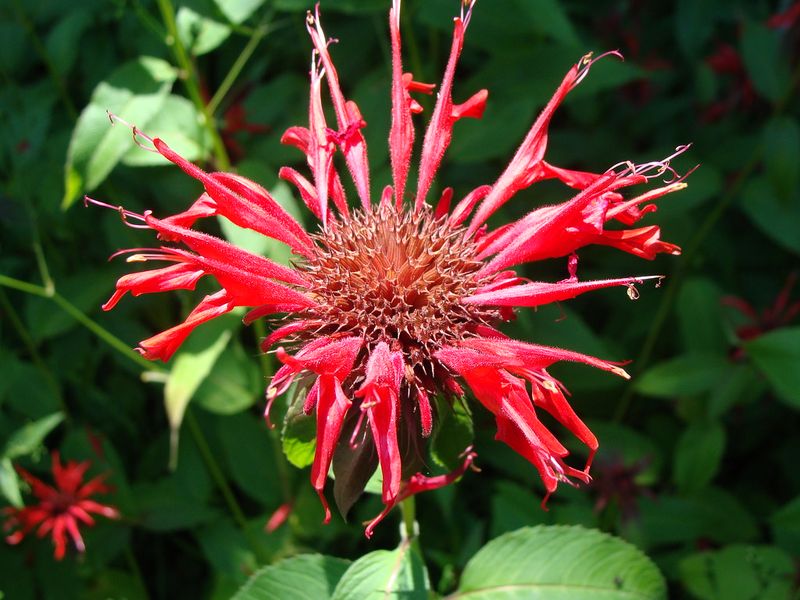 Bee Balm