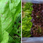 Cool-Weather Crops You Can Get Growing Before Spring Fully Settles In