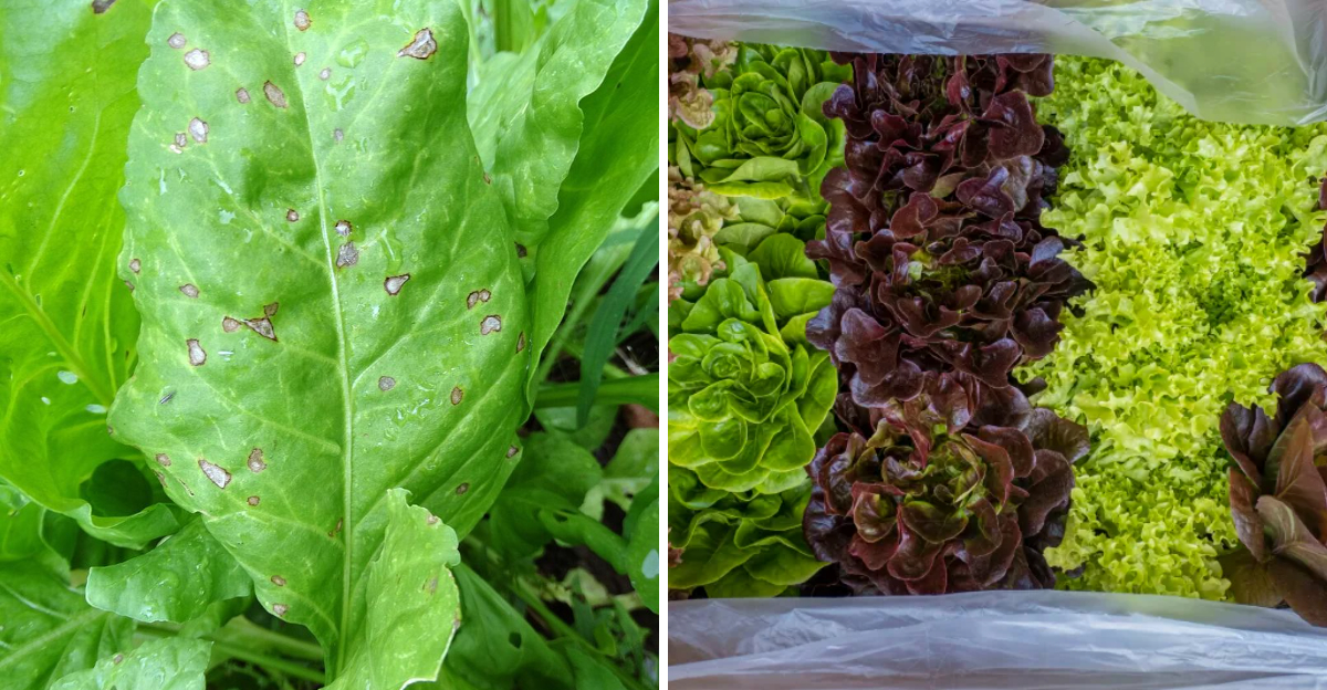 Cool-Weather Crops You Can Get Growing Before Spring Fully Settles In