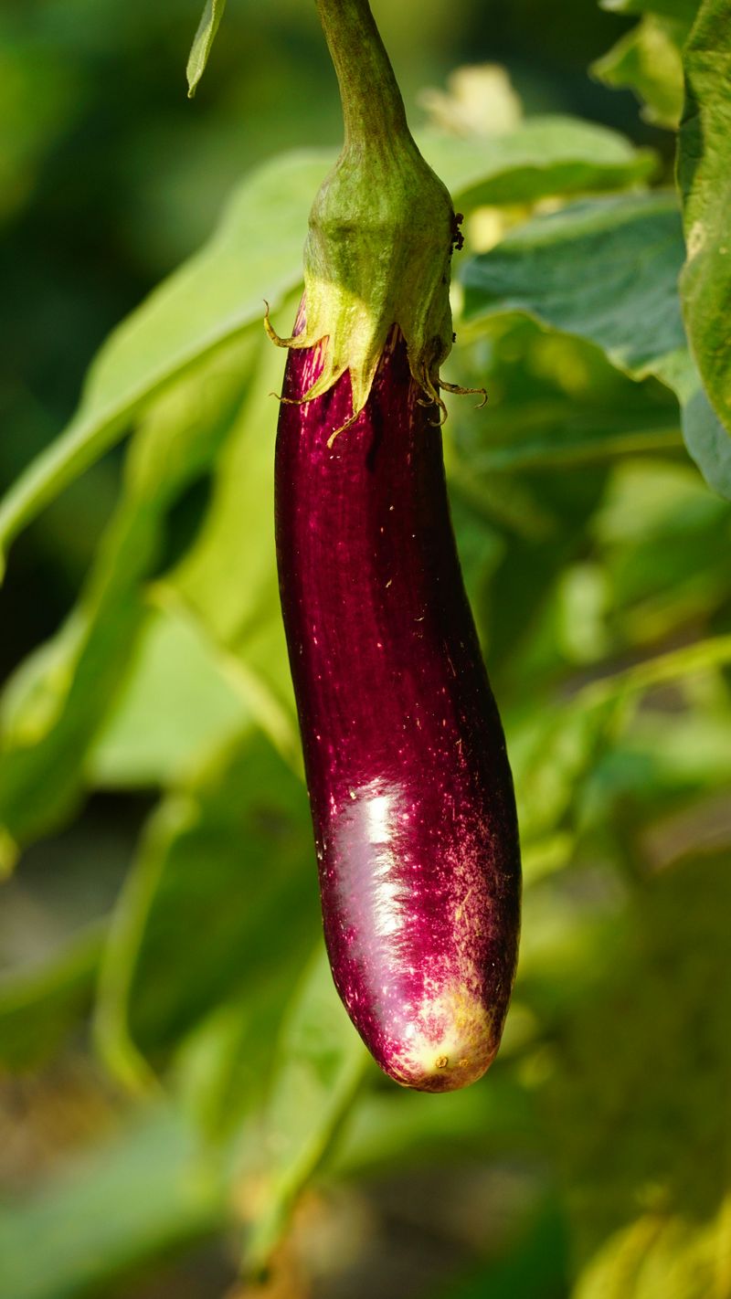 Eggplant