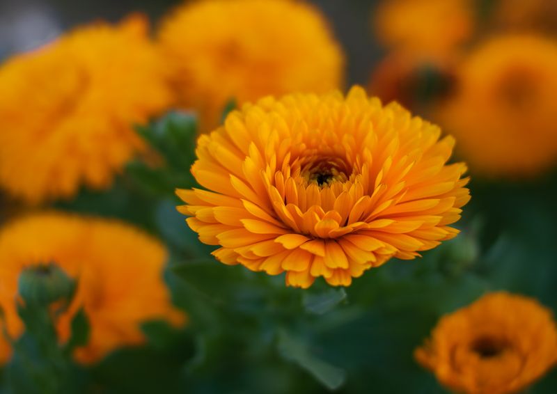 Calendula