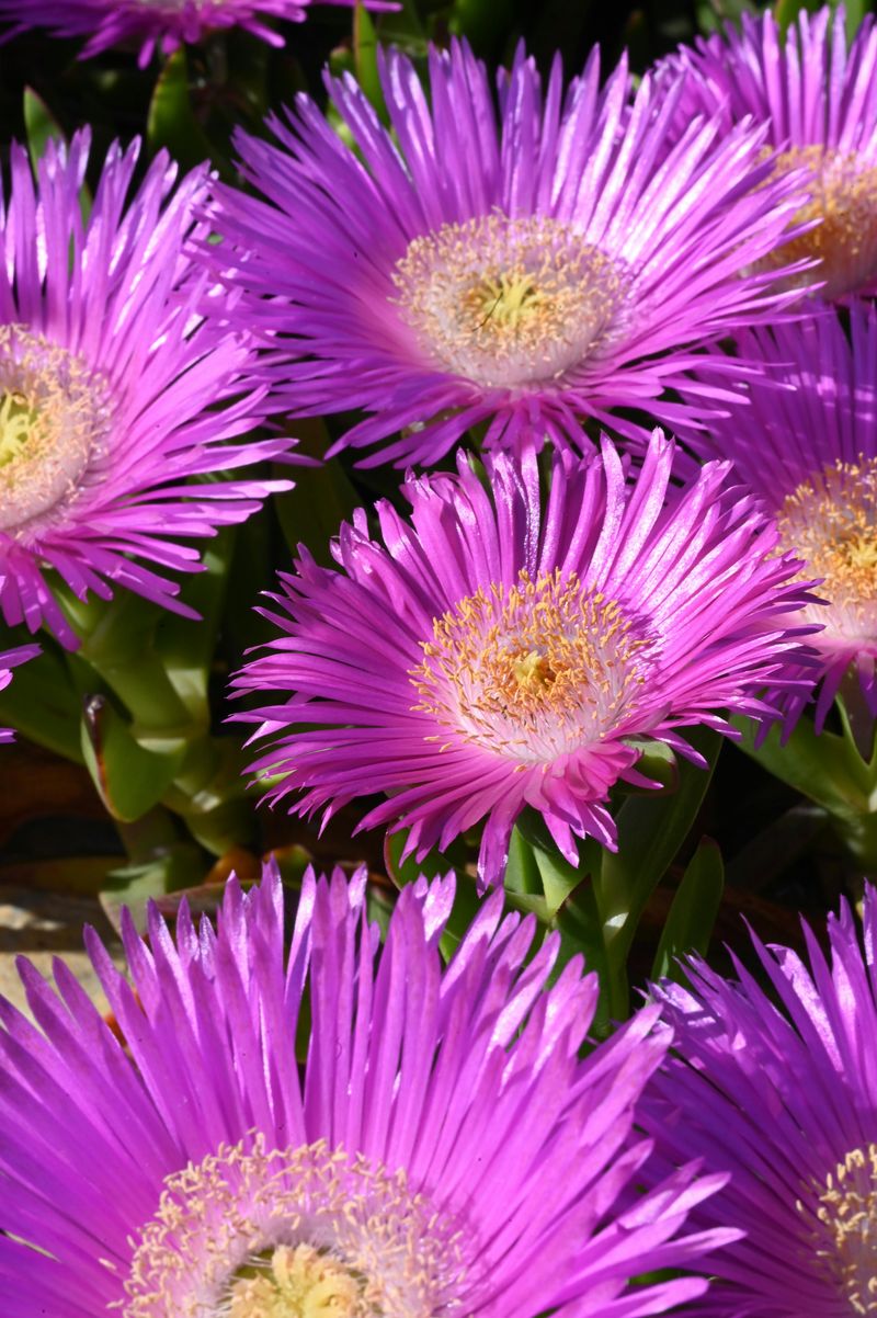 Ice Plant