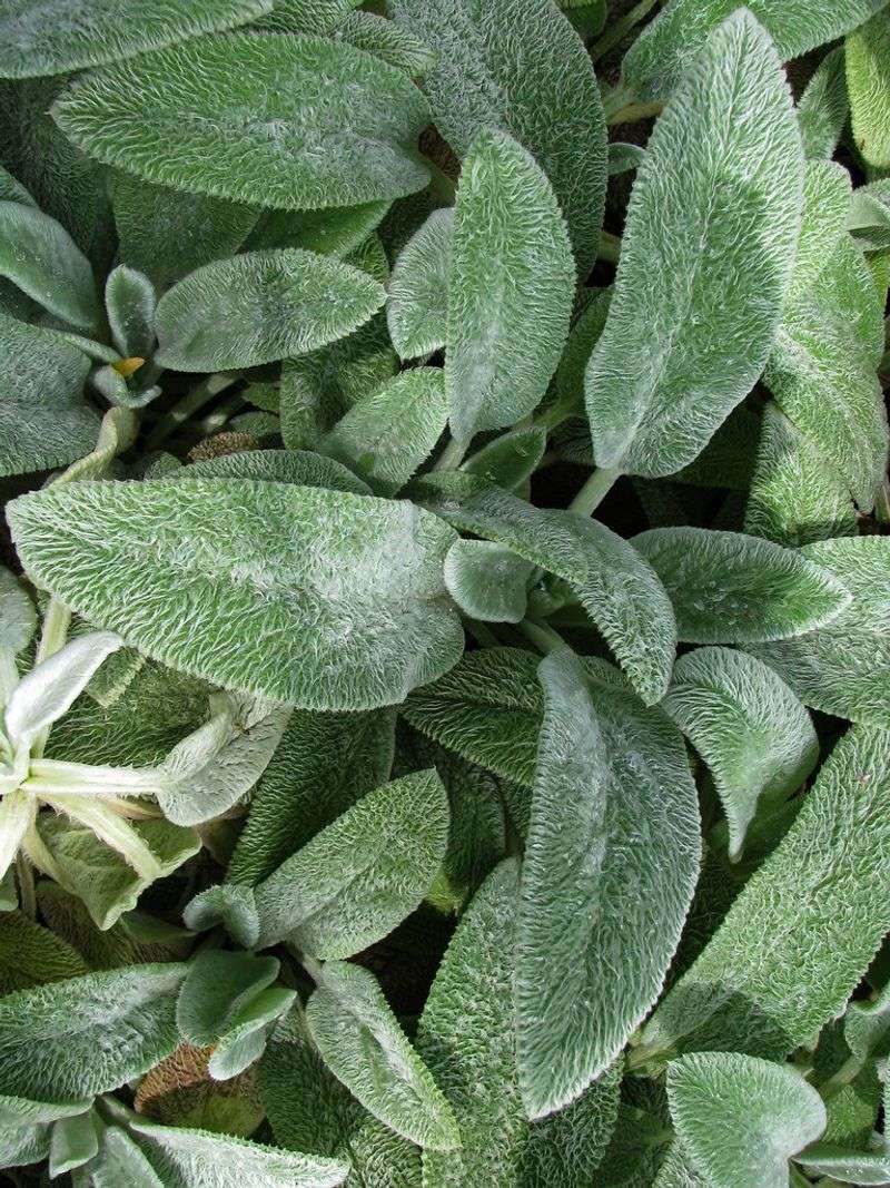 Lamb's Ear