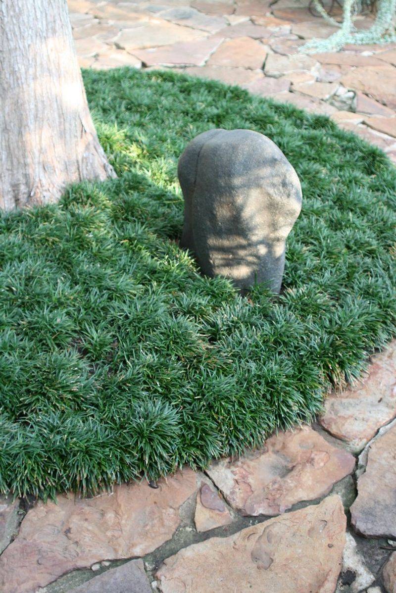 Dwarf Mondo Grass