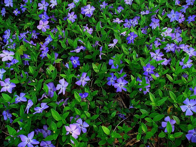 Vinca Minor (Periwinkle)