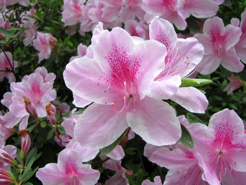 Azalea