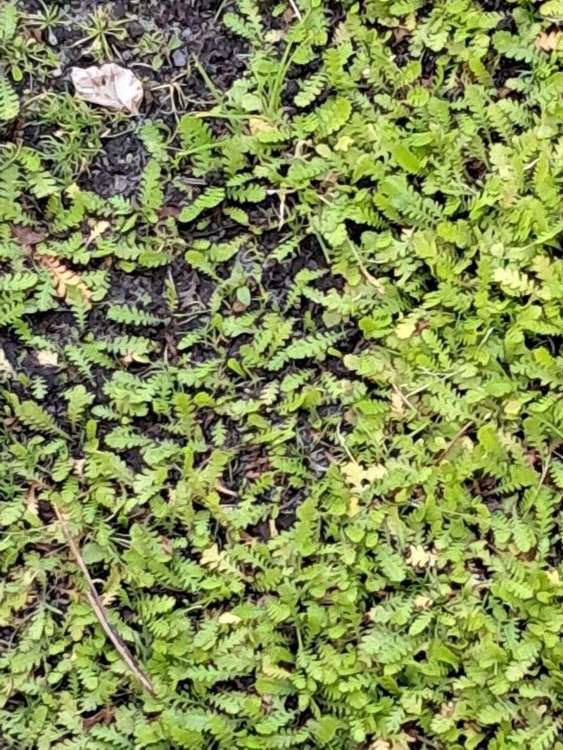 Brass Buttons (Leptinella)