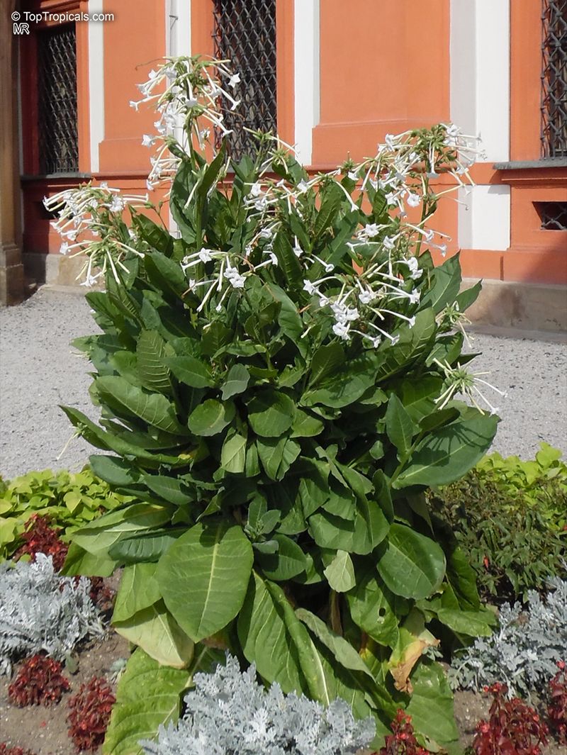 Nicotiana (Flowering Tobacco)