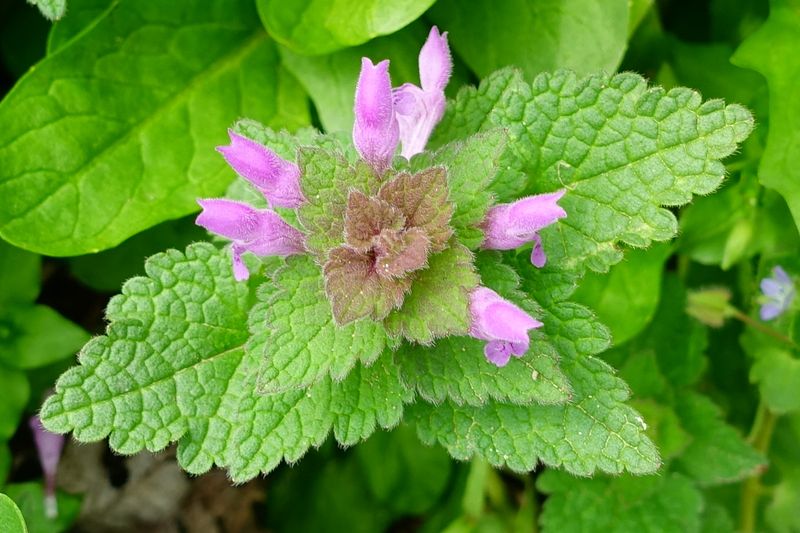 Deadnettle (Lamium)