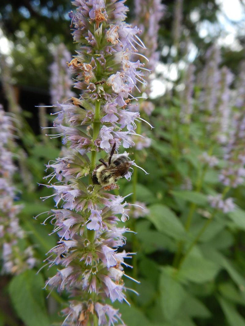Anise Hyssop