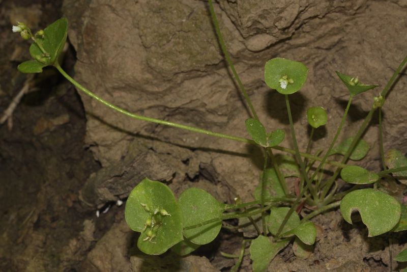 Claytonia (Miner's Lettuce)