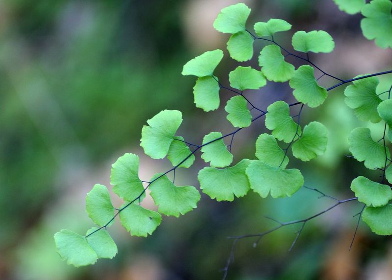 Maidenhair Fern