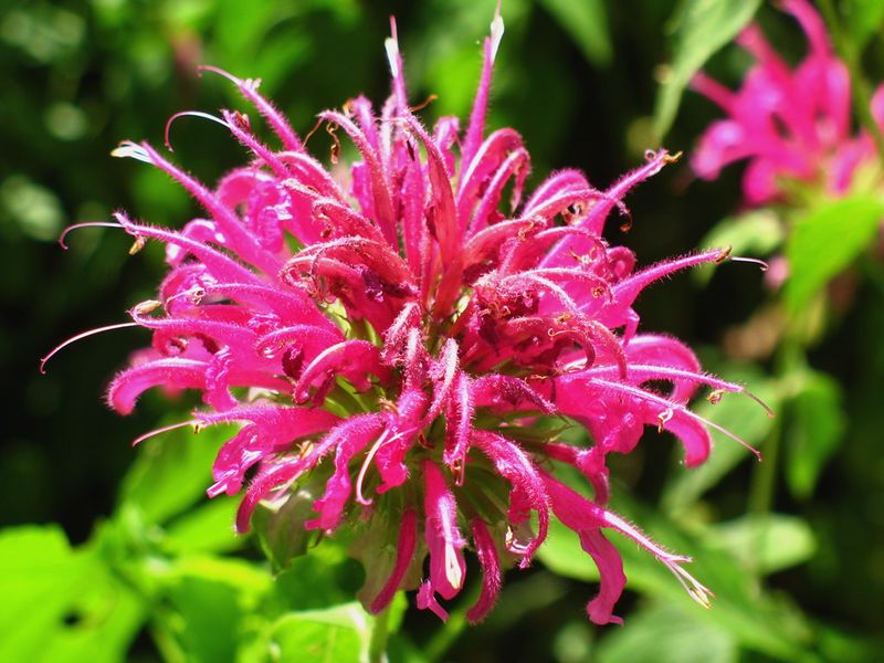 Bee Balm (Monarda)