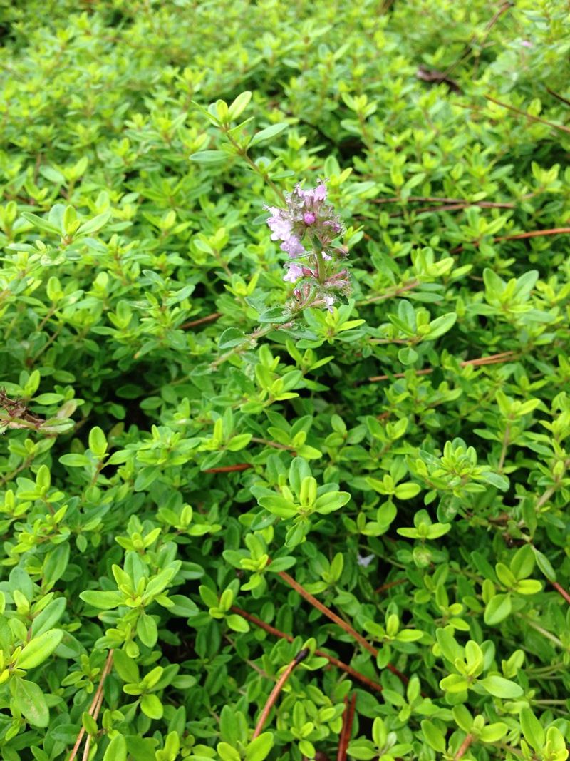 Creeping Thyme