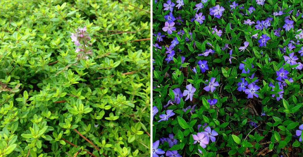 Ground Covers That Naturally Keep Weeds From Taking Over