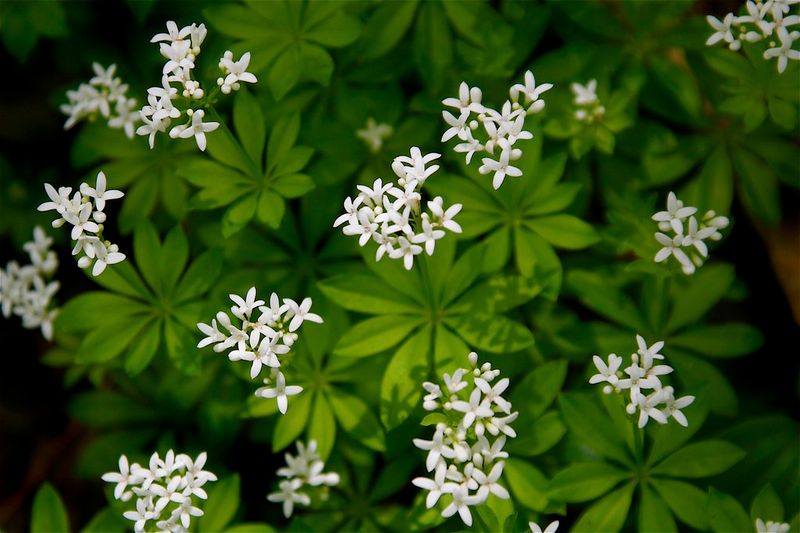 Sweet Woodruff