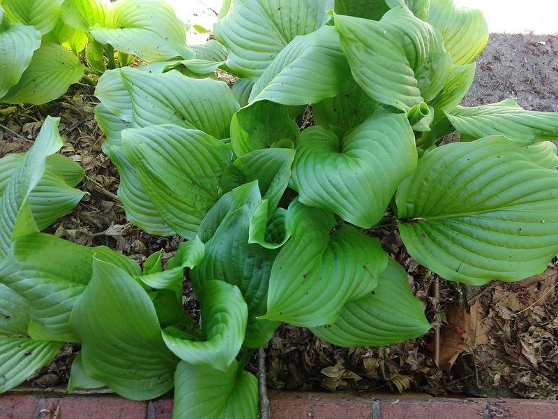 Hostas