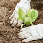 It’s Not Too Late to Start These Seeds for a Stronger Spring Garden