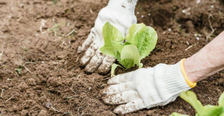 It’s Not Too Late to Start These Seeds for a Stronger Spring Garden