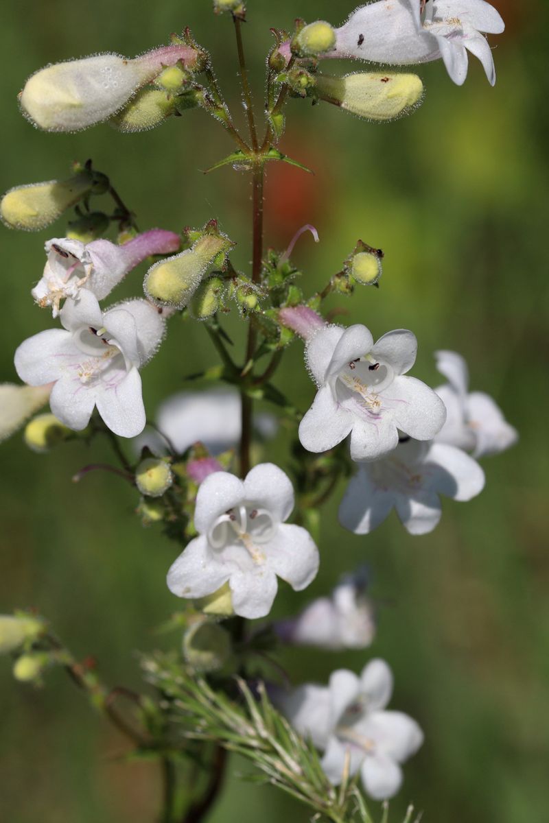 Penstemon (Beardtongue)