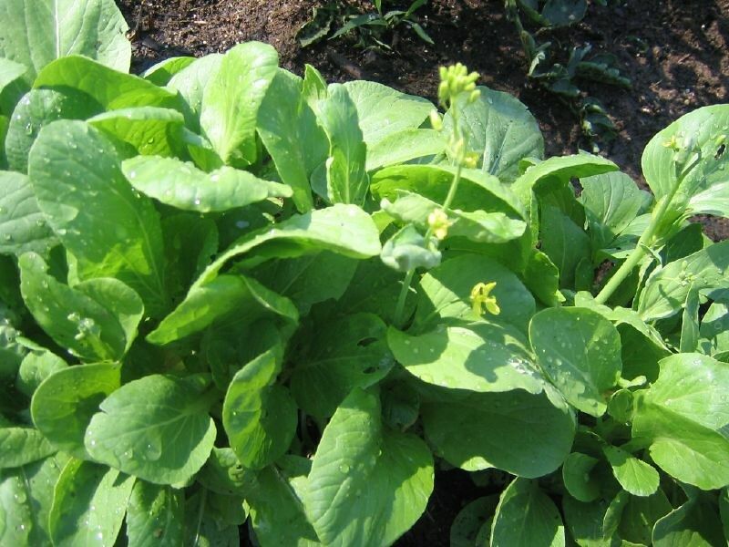 Mustard Greens
