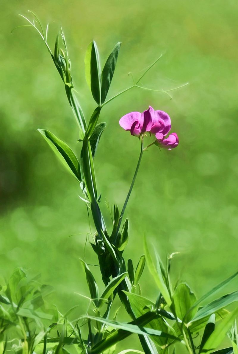 Sweet Peas