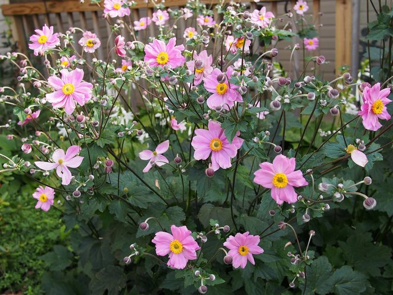 Japanese Anemone