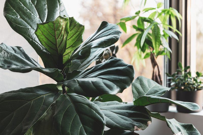 Fiddle Leaf Fig