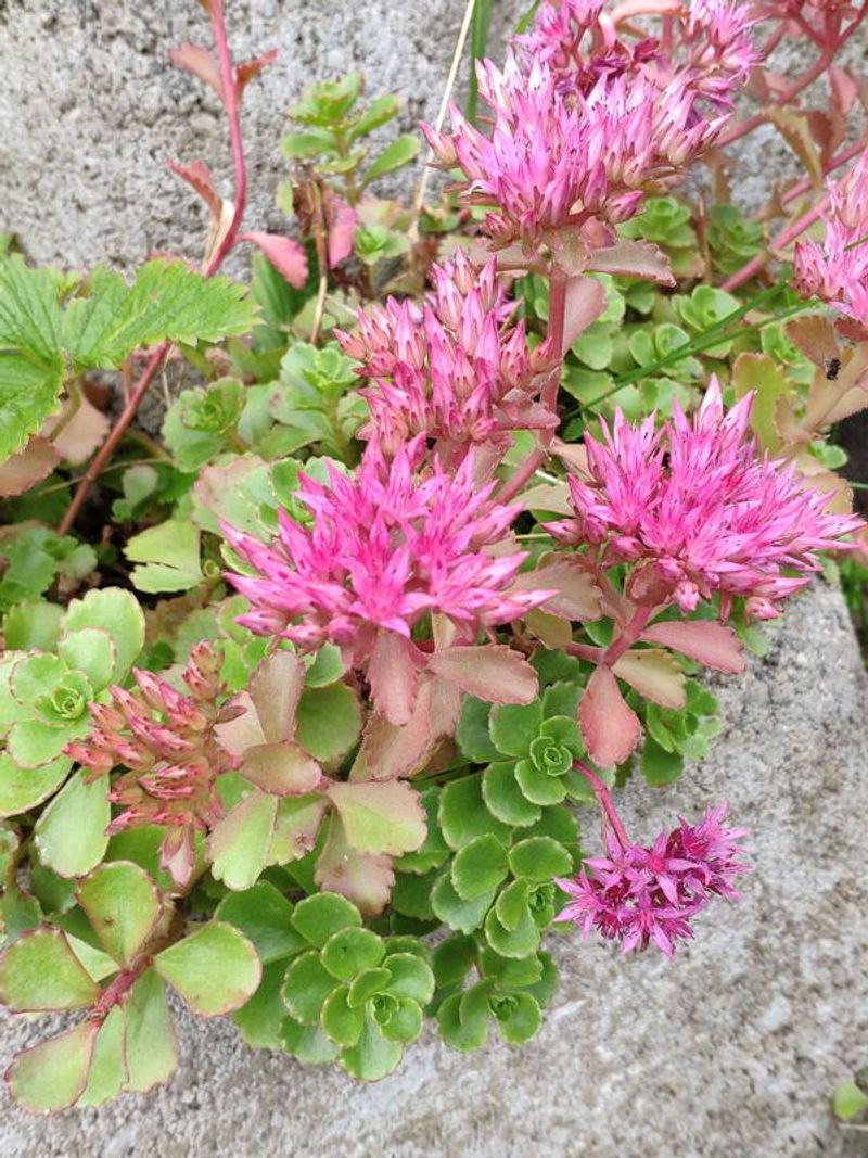 Sedum (Stonecrop)