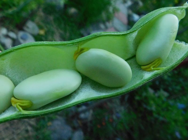 Fava Beans