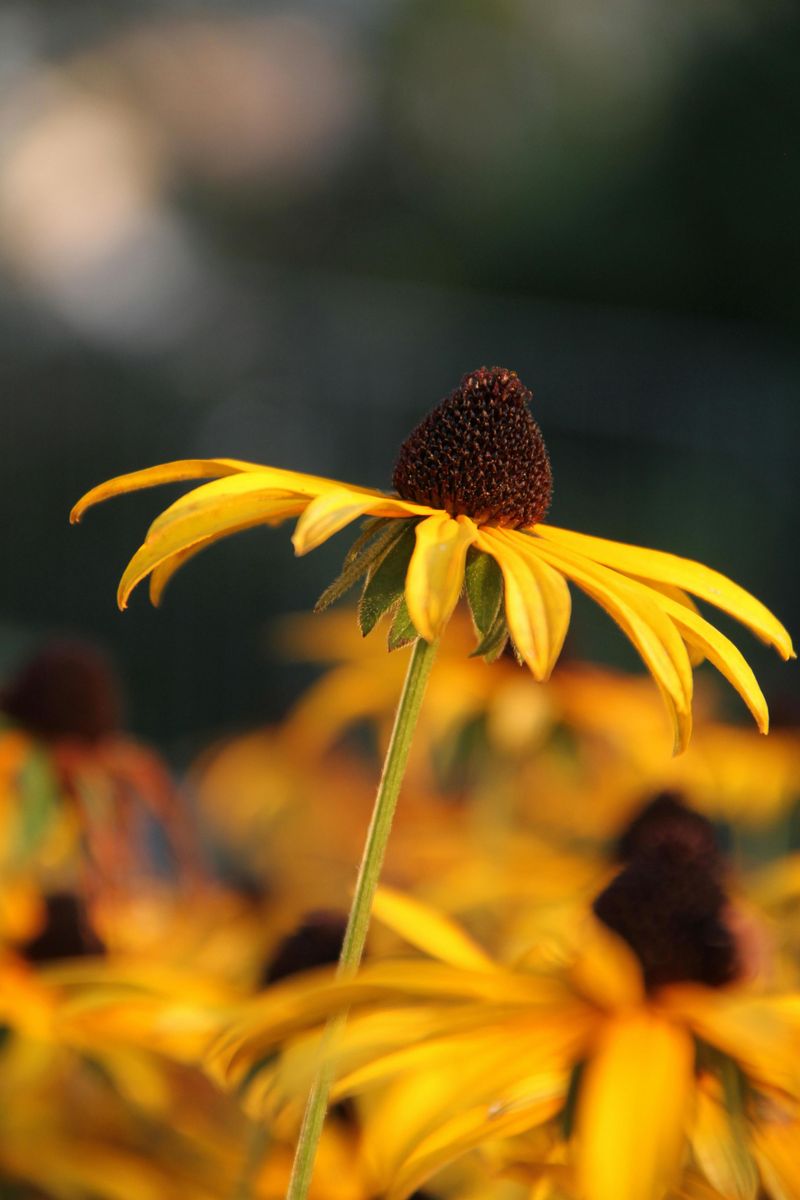 Rudbeckia (Black-Eyed Susan)