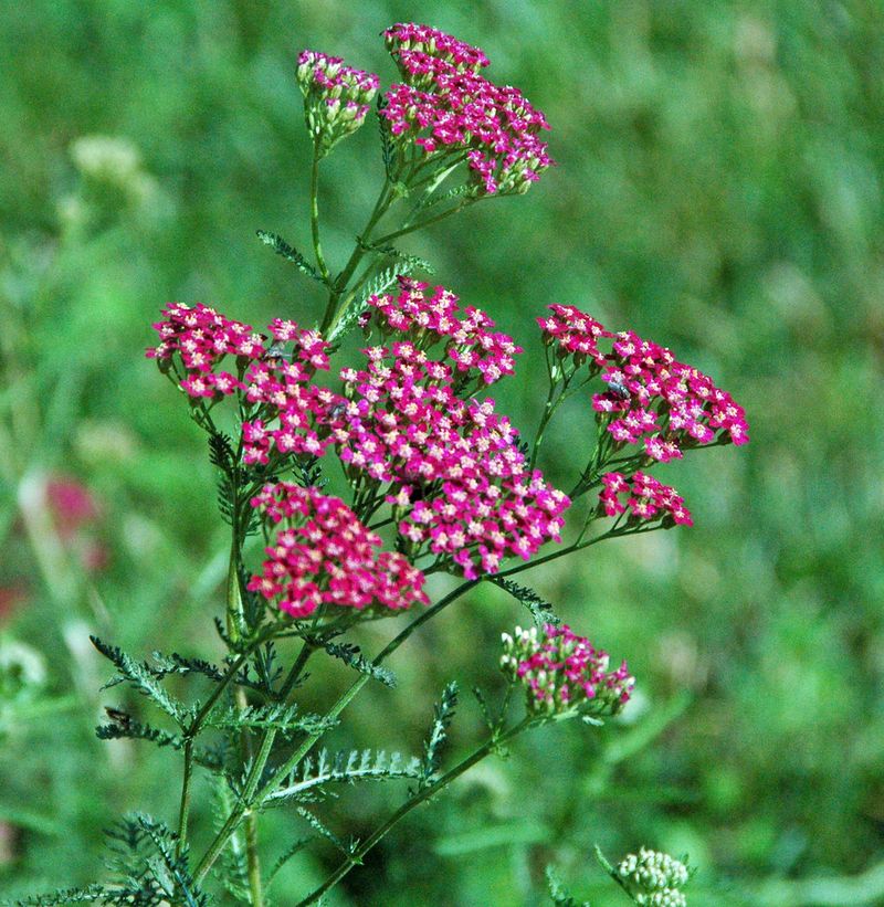 Yarrow (Achillea)