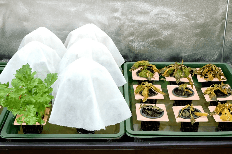 Forgetting to Harden Off Seedlings