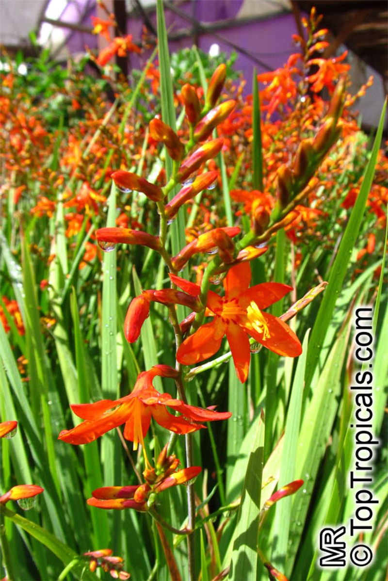Crocosmia