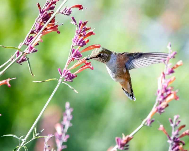 Agastache (Hummingbird Mint)