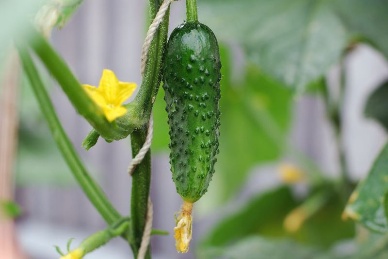 Cucumbers