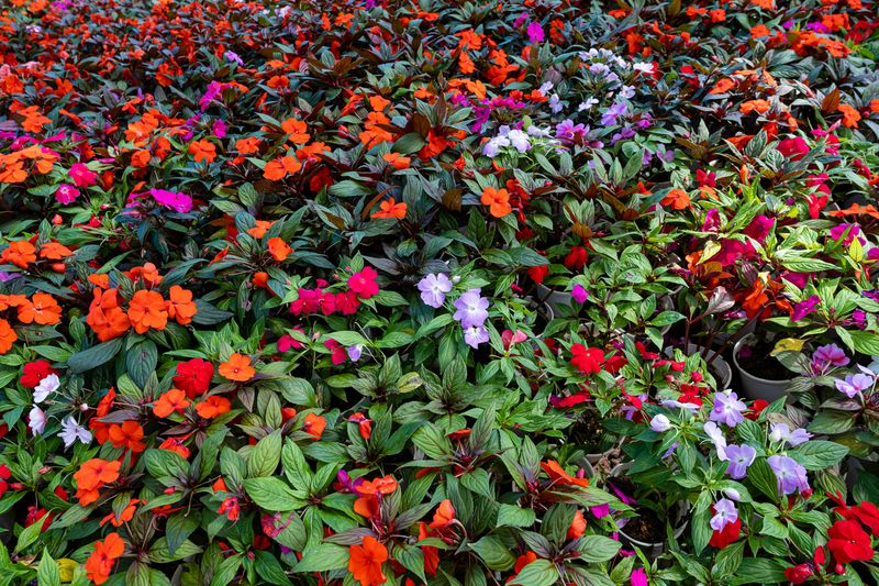 Impatiens
