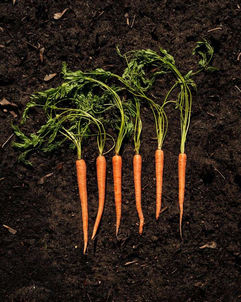 Carrots
